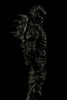 ABARA Action Figure Black Gaunas Kudou Denji & Nayuta Set