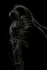 ABARA Action Figure Black Gaunas Kudou Denji & Nayuta Set 