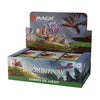 Magic the Gathering - Bloomburrow - Play Booster Display (36) -SP