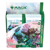 Magic the Gathering - Bloomburrow - Collector Booster Display (12) - FR